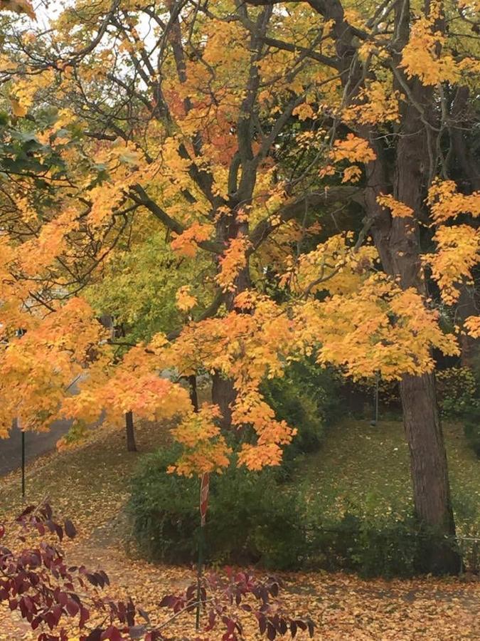 Oak Park Beauties - Tree Lined Streets - Walkable Appartement Buitenkant foto